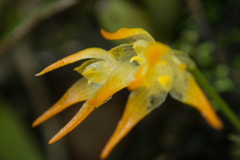 Bulbophyllum shweliense photo 5