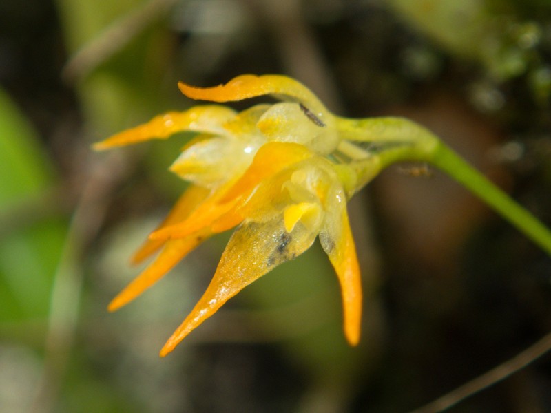 Bulbophyllum shweliense photo 6