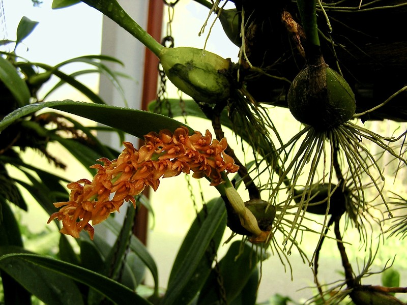 Bulbophyllum sicyobulbon