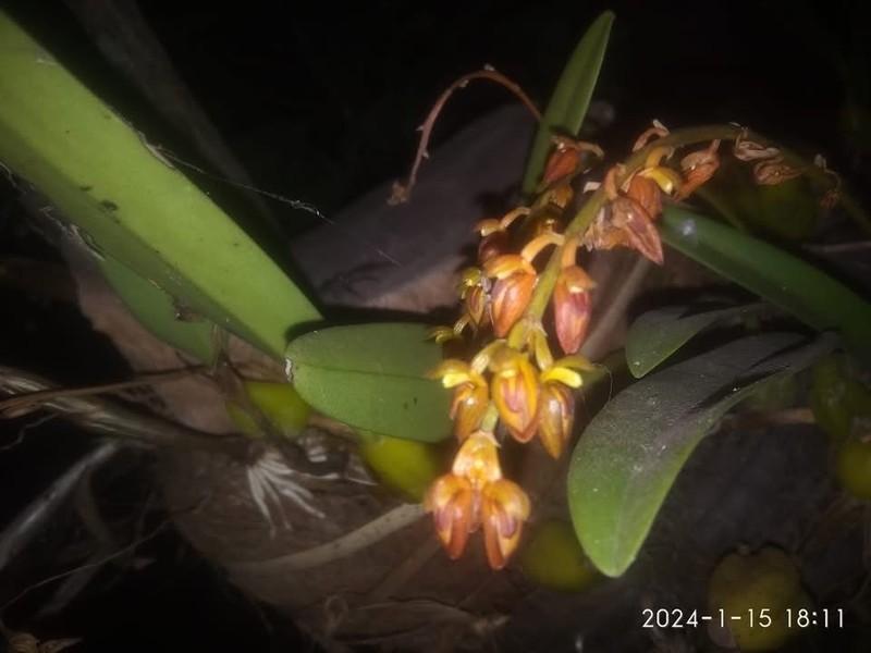Bulbophyllum sicyobulbon photo 3