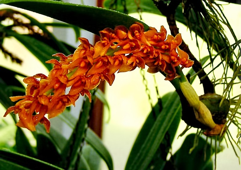 Bulbophyllum sicyobulbon photo 4