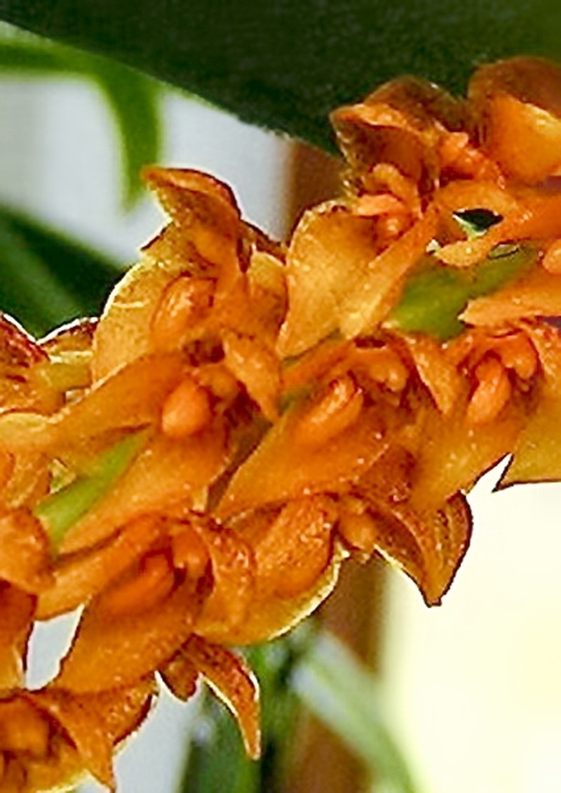 Bulbophyllum sicyobulbon photo 5