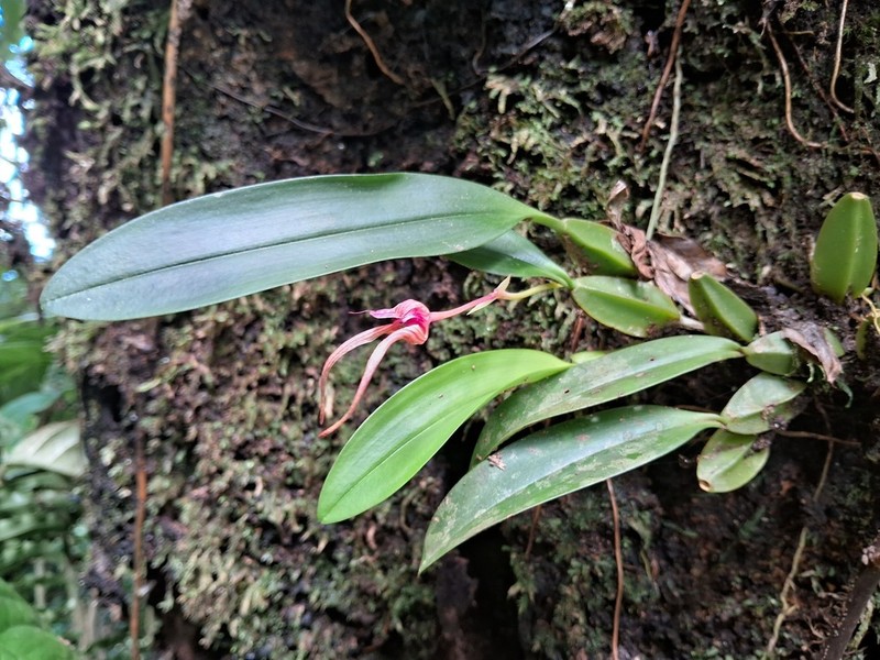 Bulbophyllum siederi