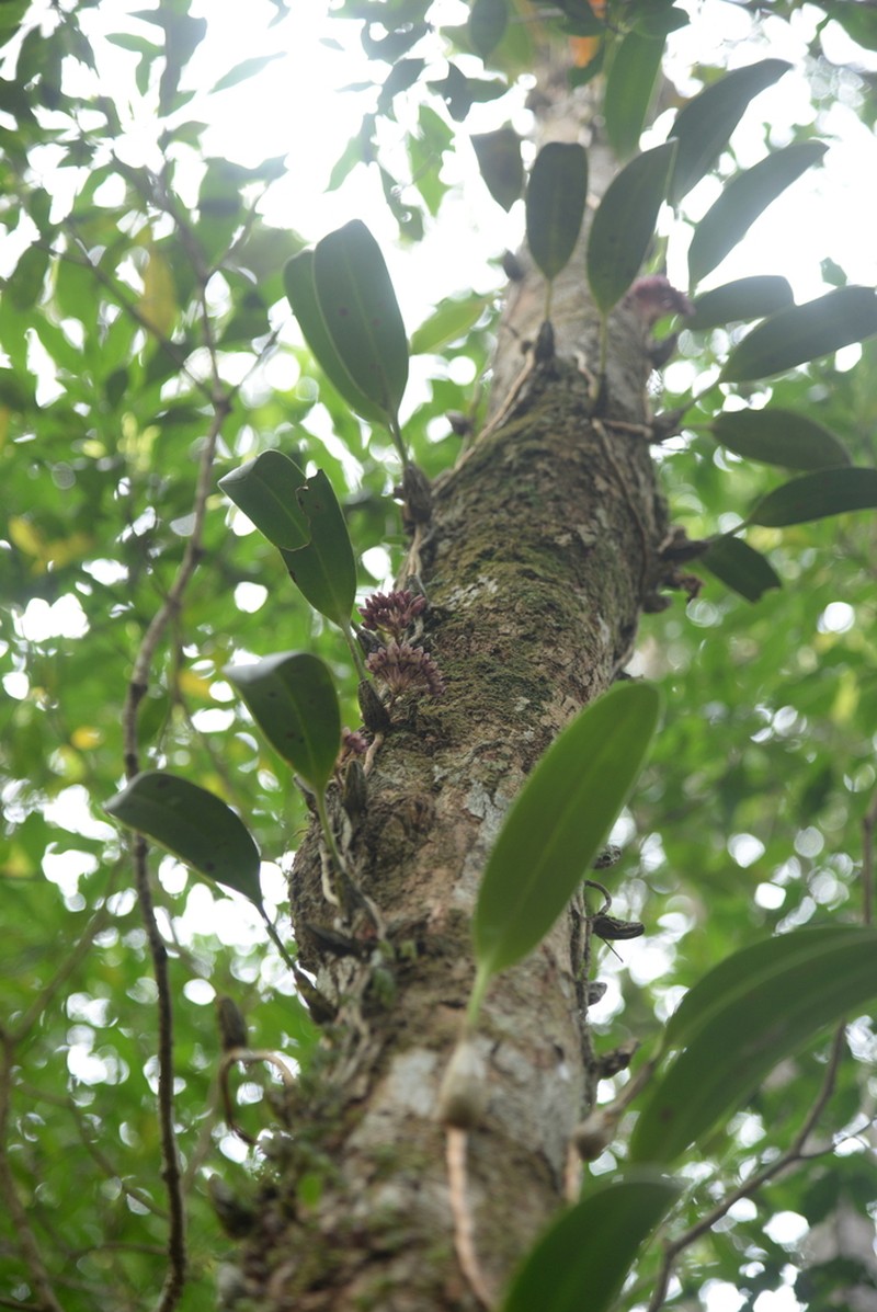 Bulbophyllum sigaldiae