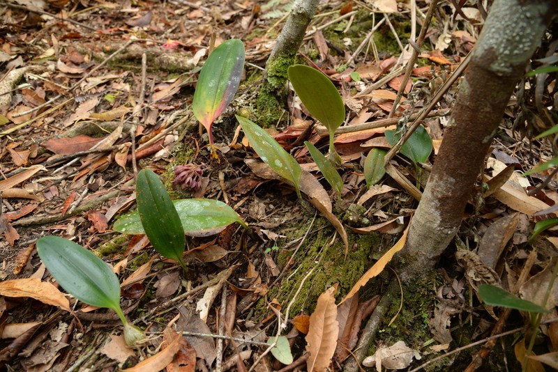 Bulbophyllum sigaldiae photo 2