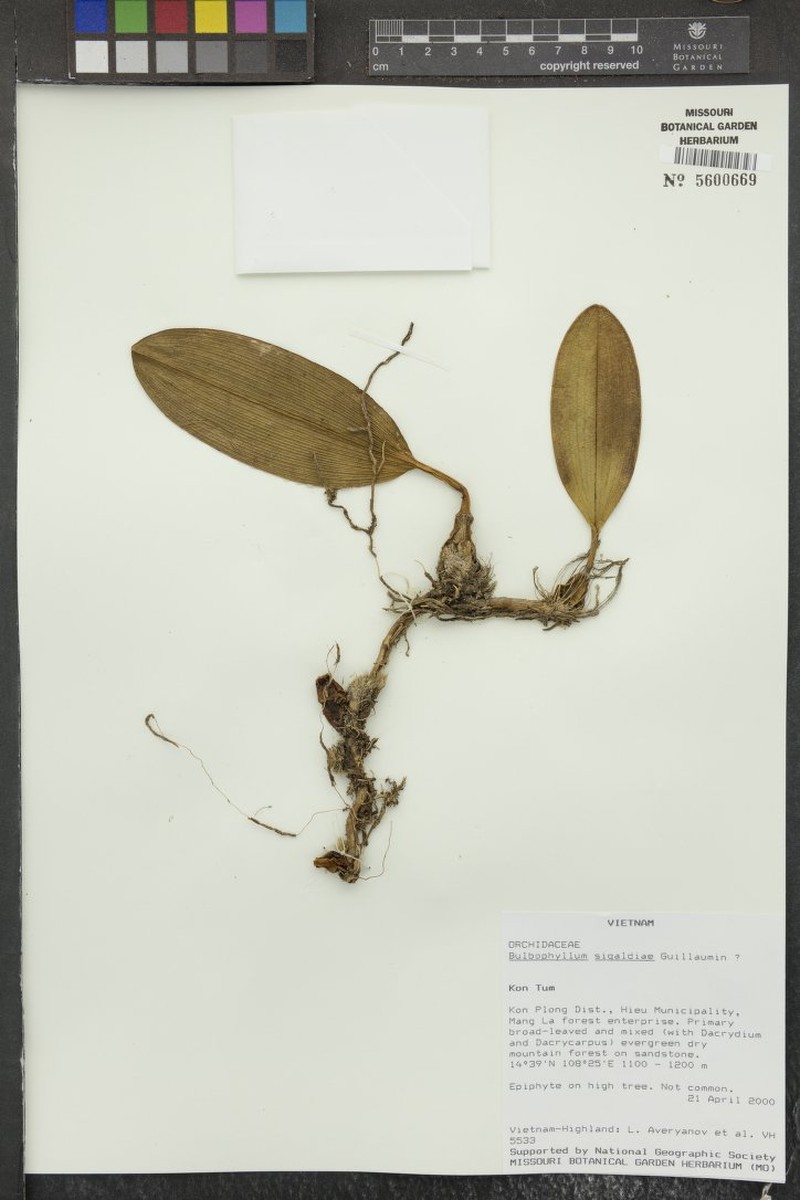 Bulbophyllum sigaldiae photo 3