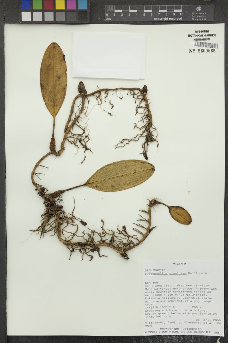 Bulbophyllum sigaldiae photo 4