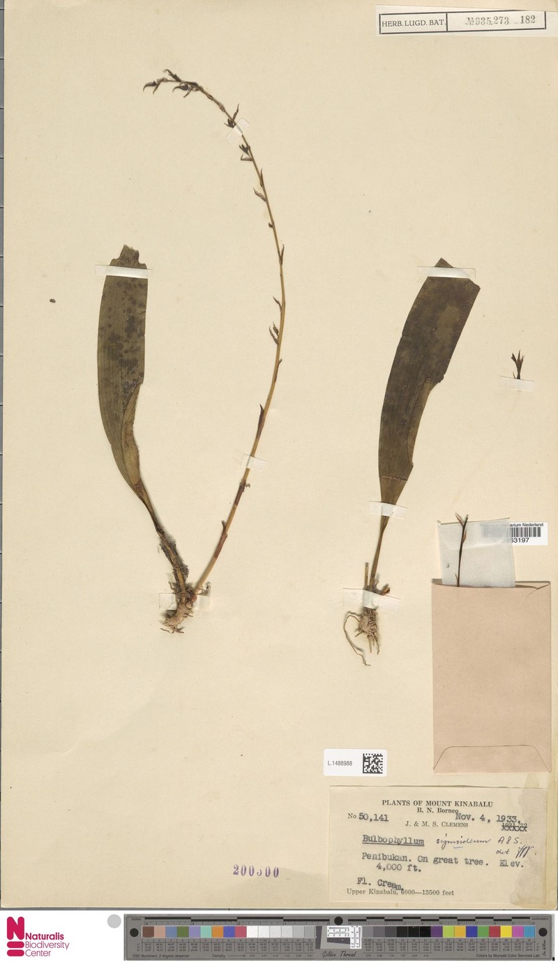 Bulbophyllum sigmoideum