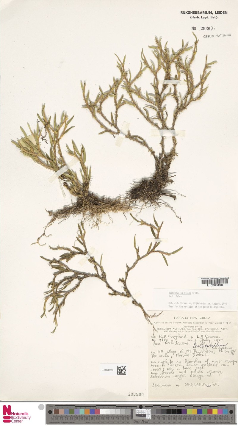 Bulbophyllum simile