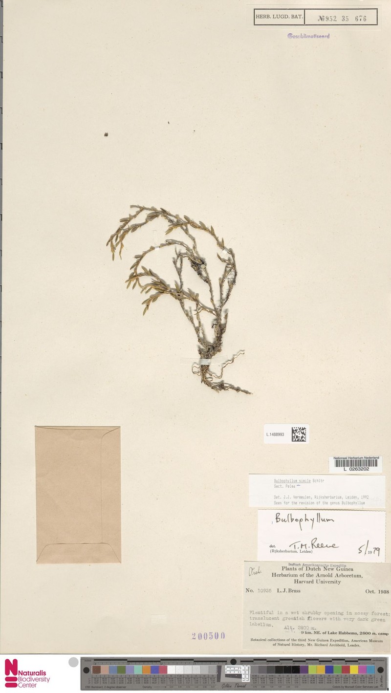 Bulbophyllum simile photo 2