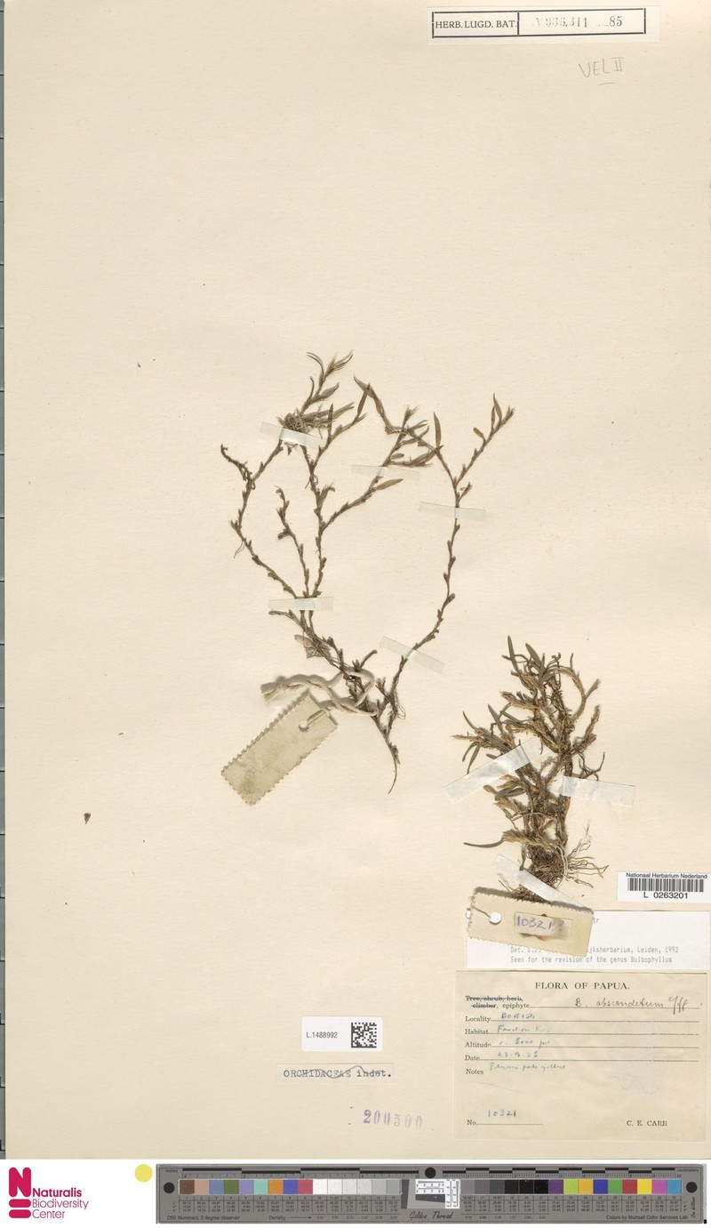 Bulbophyllum simile photo 4