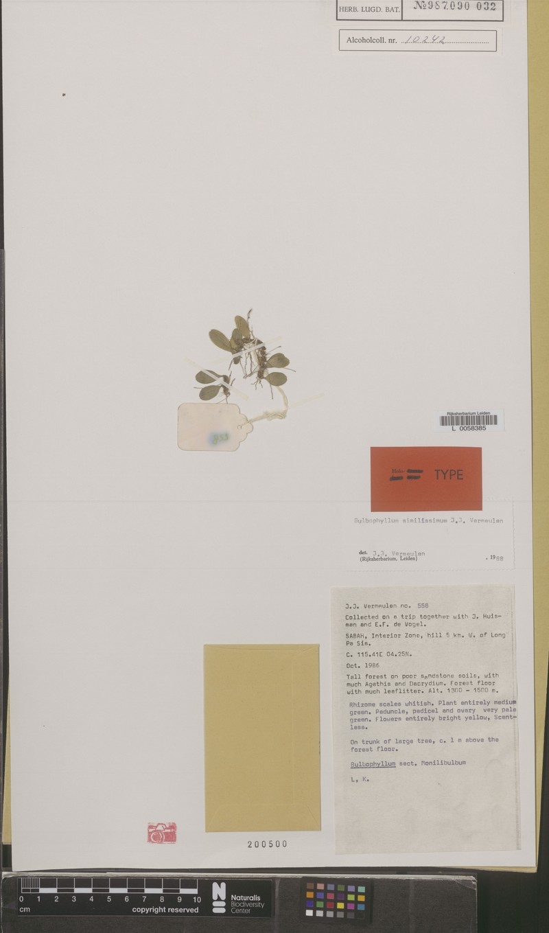 Bulbophyllum similissimum