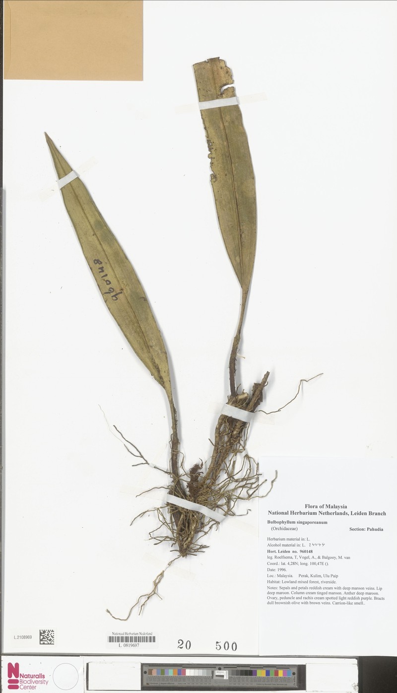 Bulbophyllum singaporeanum
