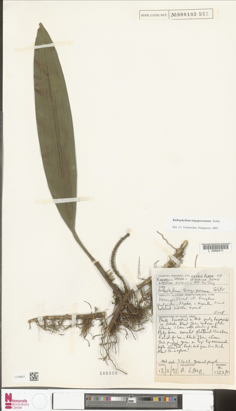 Bulbophyllum singaporeanum photo 2