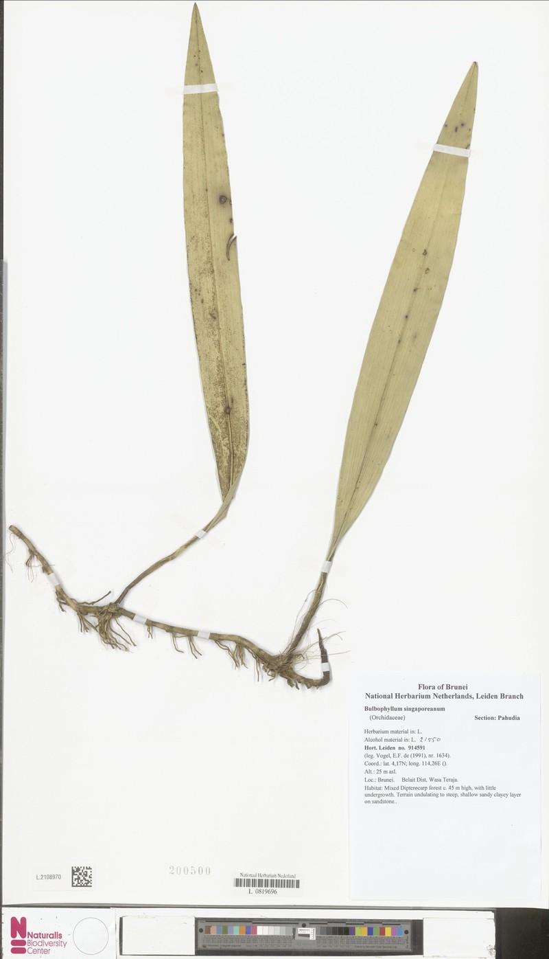 Bulbophyllum singaporeanum photo 3