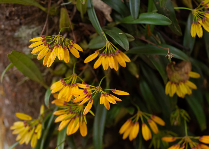 Bulbophyllum skeatianum photo 2