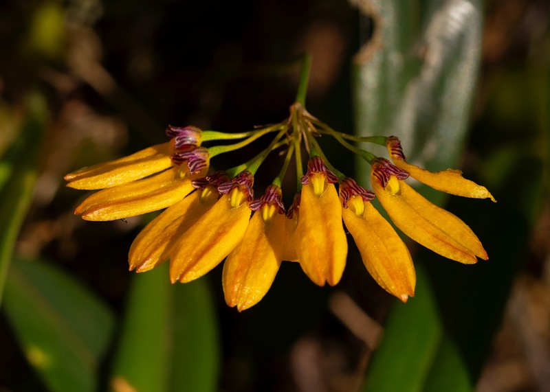 Bulbophyllum skeatianum photo 3