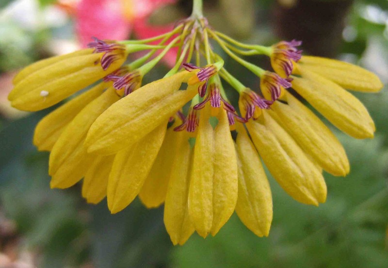 Bulbophyllum skeatianum