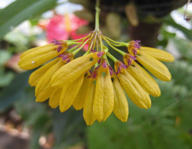 Bulbophyllum skeatianum photo 4