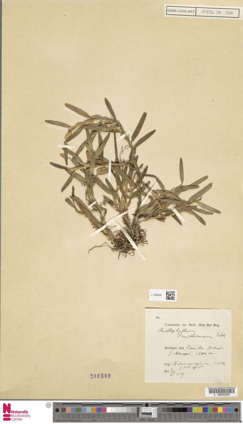 Bulbophyllum smithianum