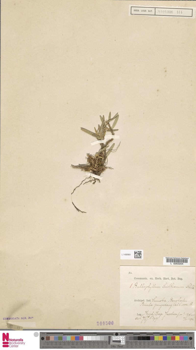 Bulbophyllum smithianum photo 2