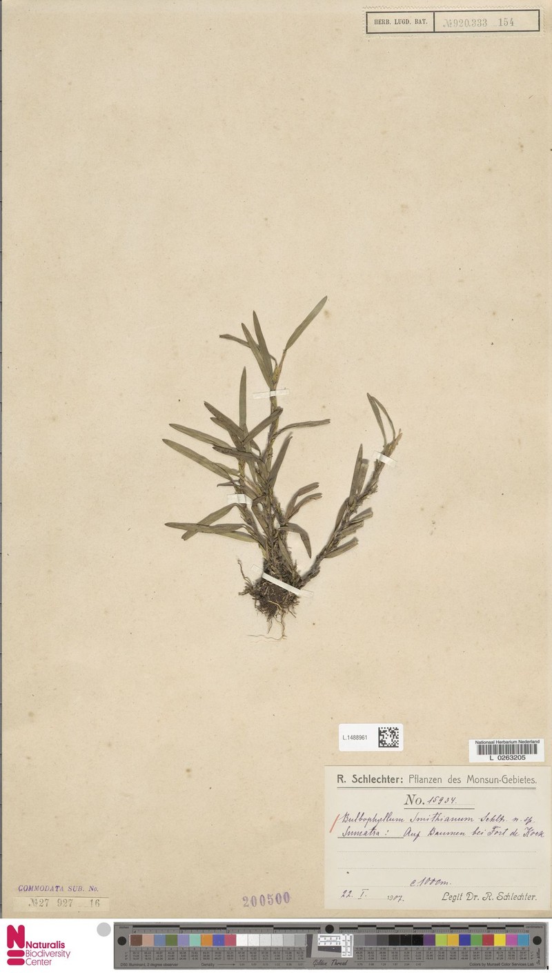 Bulbophyllum smithianum photo 3