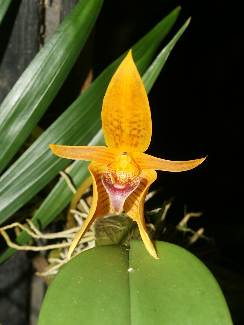 Bulbophyllum smitinandii