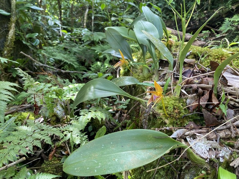 Bulbophyllum smitinandii photo 2