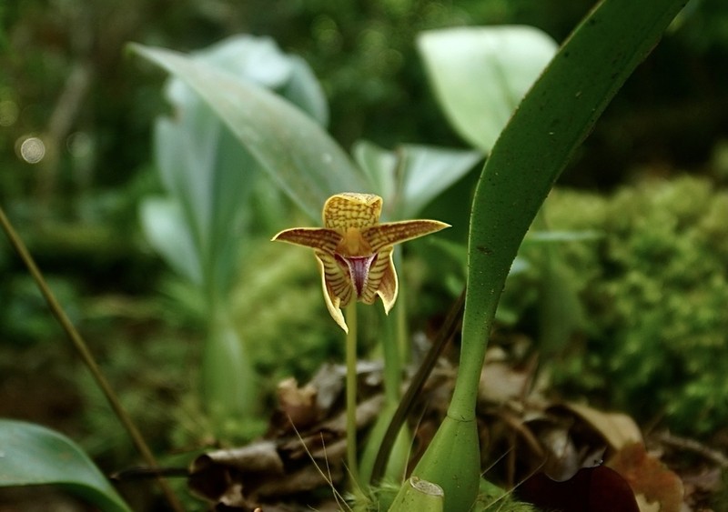 Bulbophyllum smitinandii photo 3