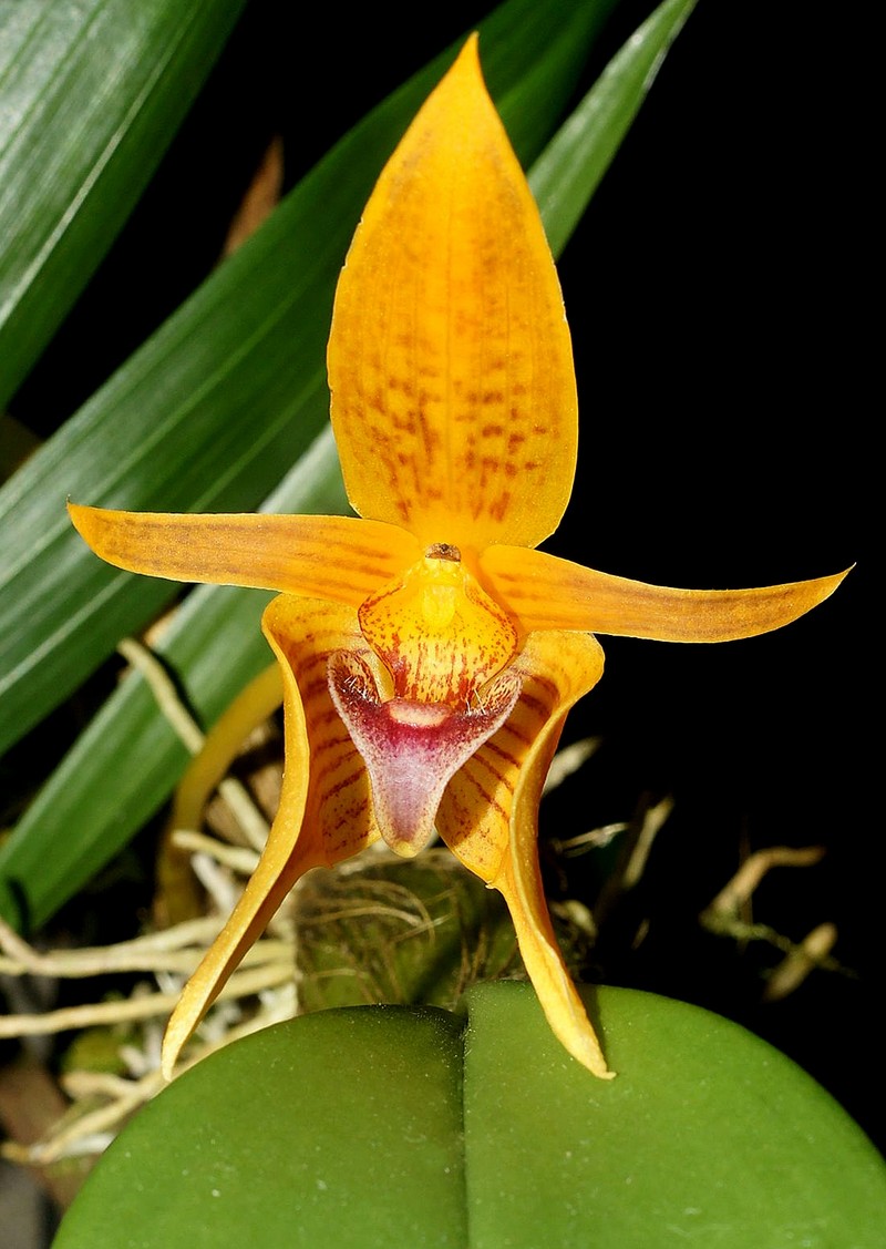 Bulbophyllum smitinandii photo 4