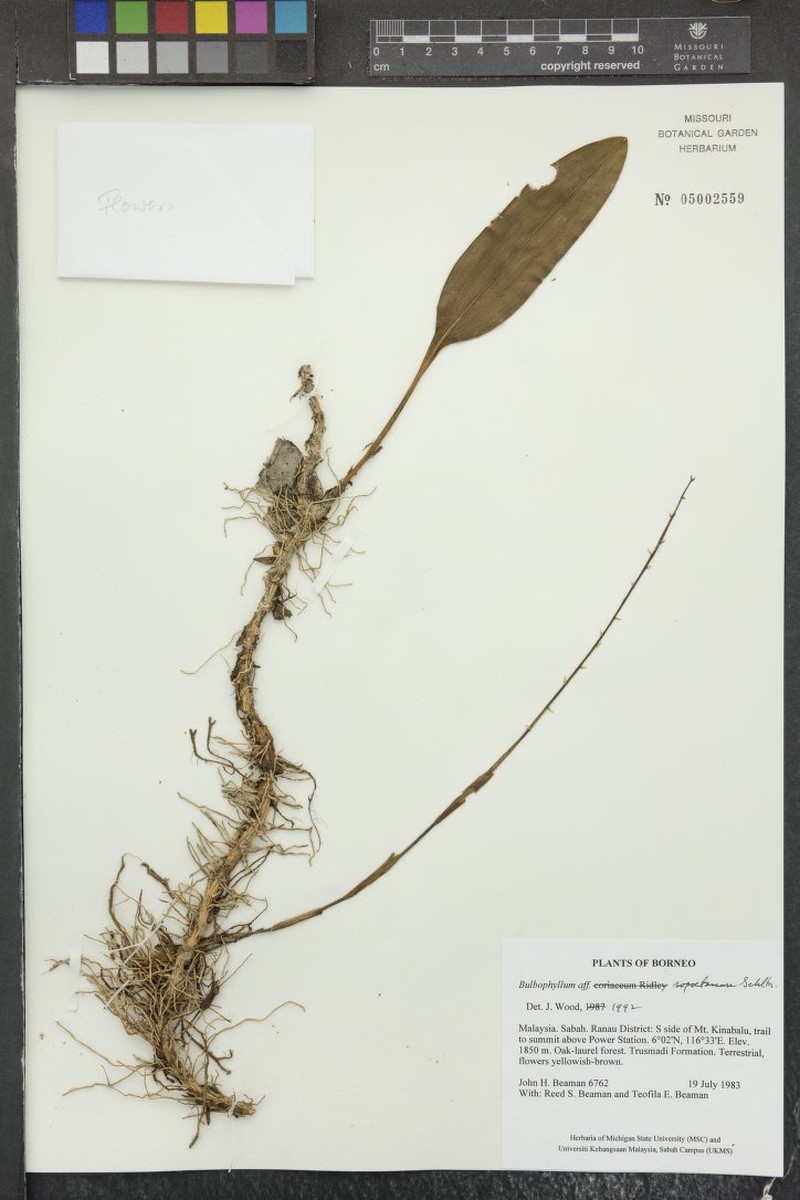 Bulbophyllum sopoetanense
