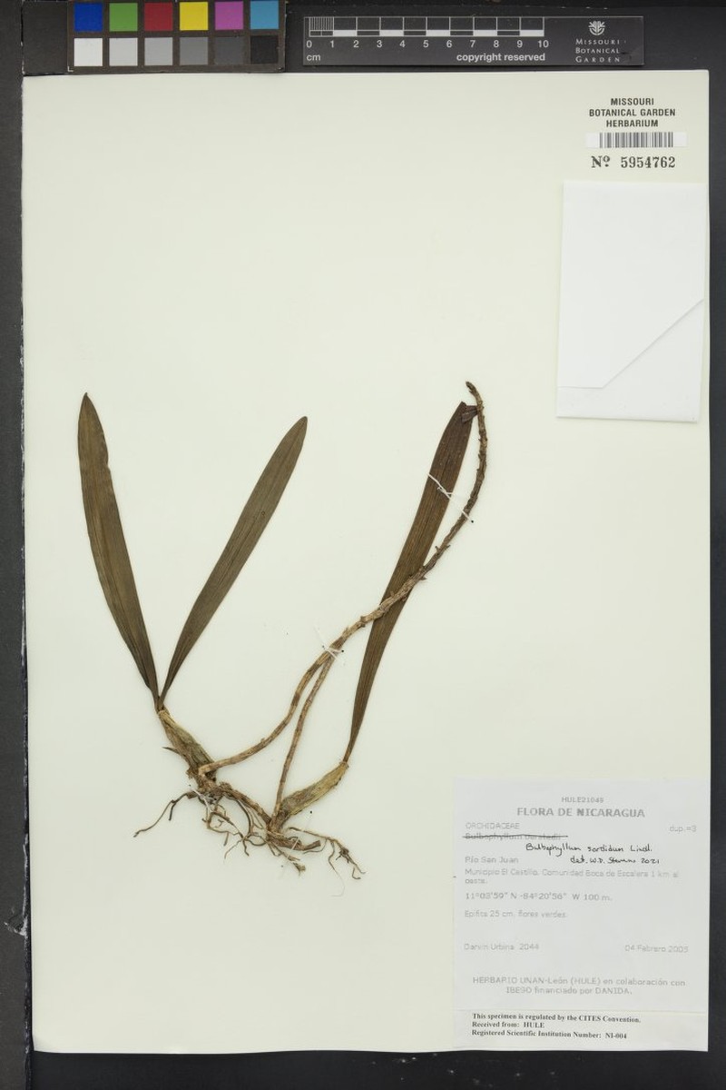 Bulbophyllum sordidum