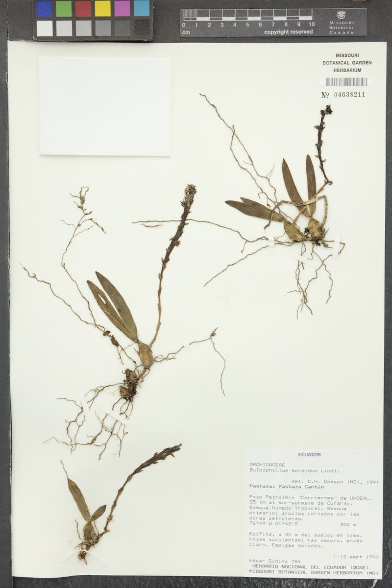 Bulbophyllum sordidum photo 2