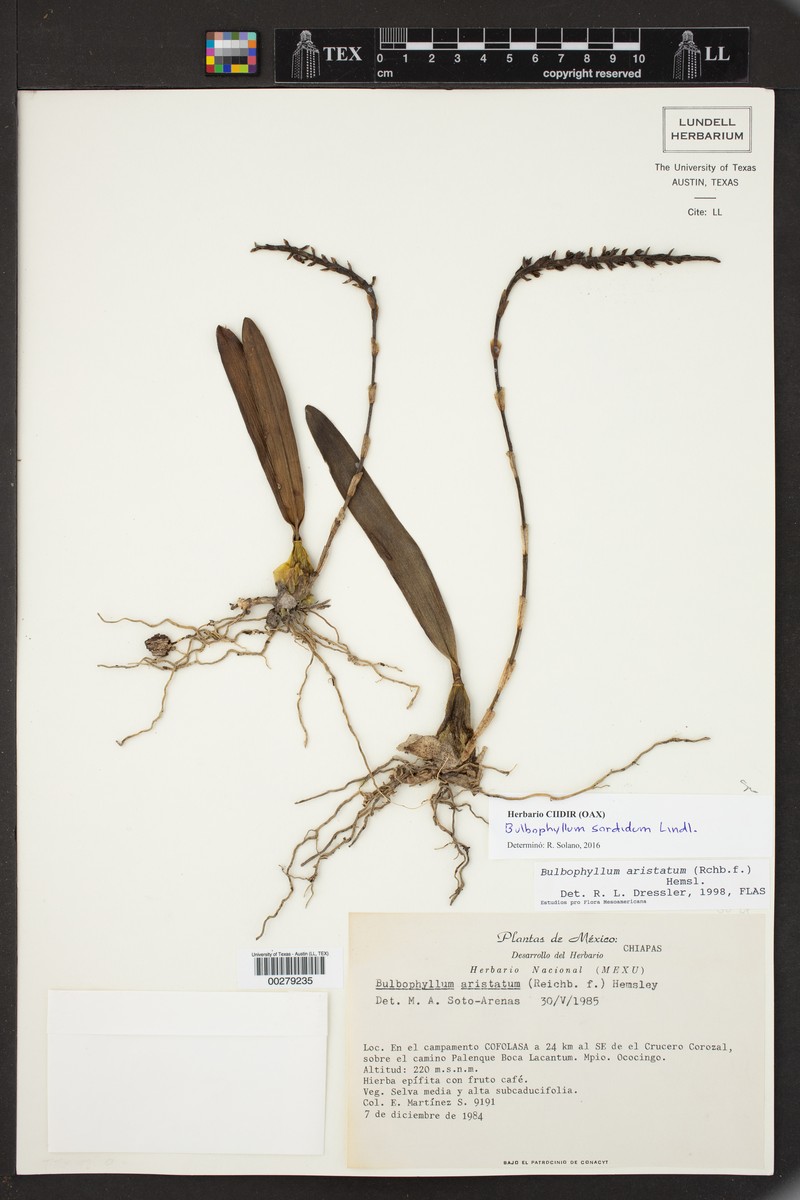Bulbophyllum sordidum photo 3
