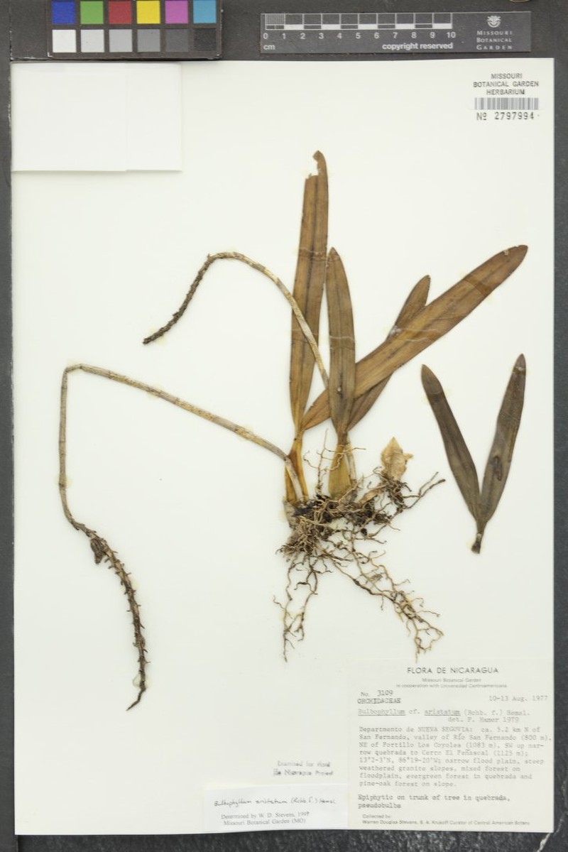 Bulbophyllum sordidum photo 4