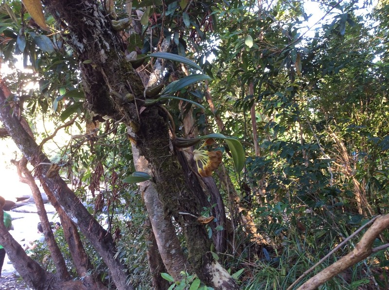 Bulbophyllum spathulatum