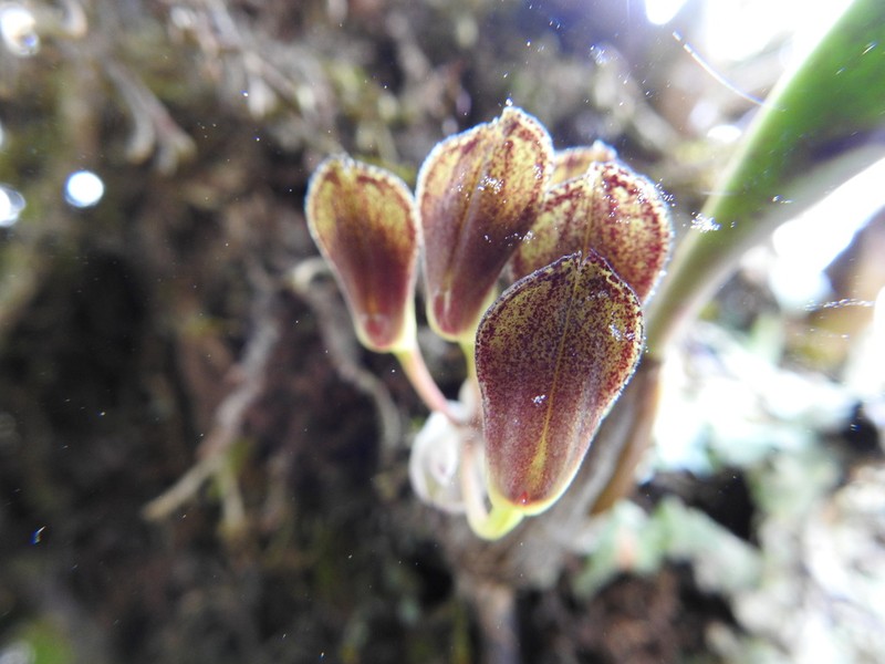 Bulbophyllum spathulatum photo 2