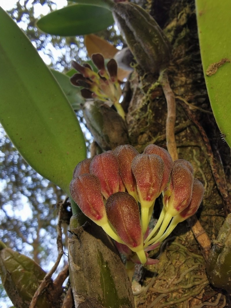 Bulbophyllum spathulatum photo 3