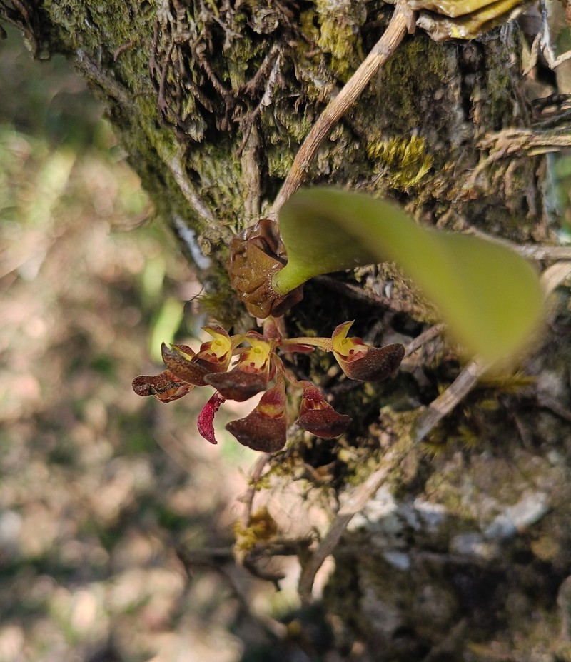 Bulbophyllum spathulatum photo 4