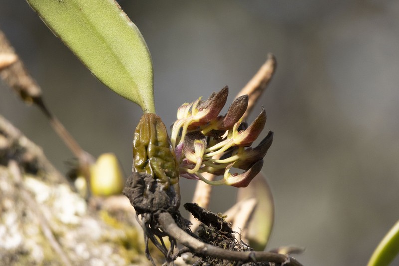 Bulbophyllum spathulatum photo 5