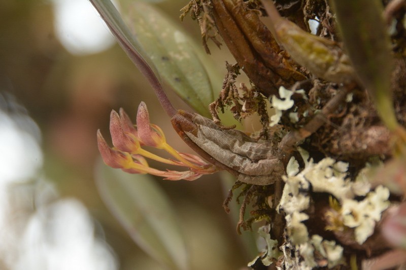 Bulbophyllum spathulatum photo 6