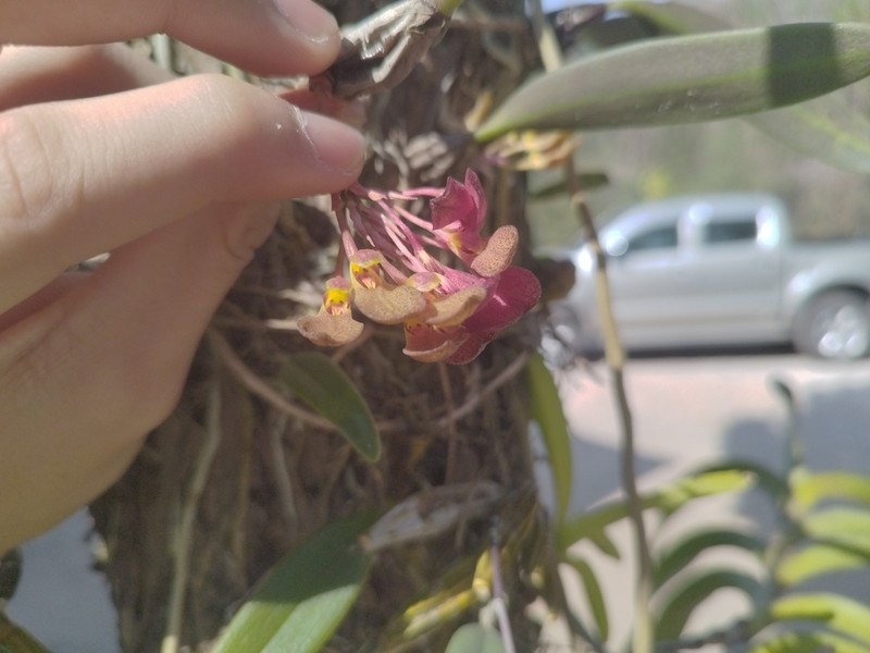 Bulbophyllum spathulatum photo 7