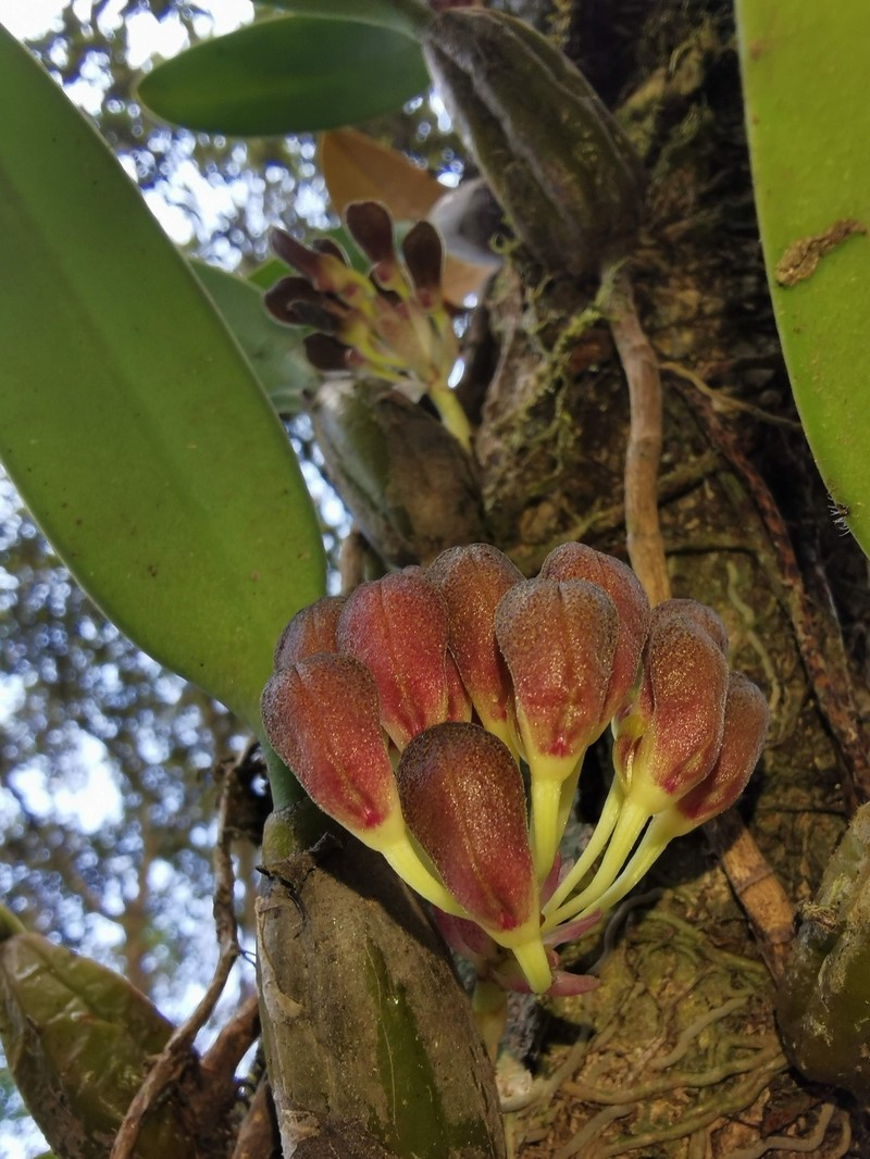 Bulbophyllum spathulatum photo 8