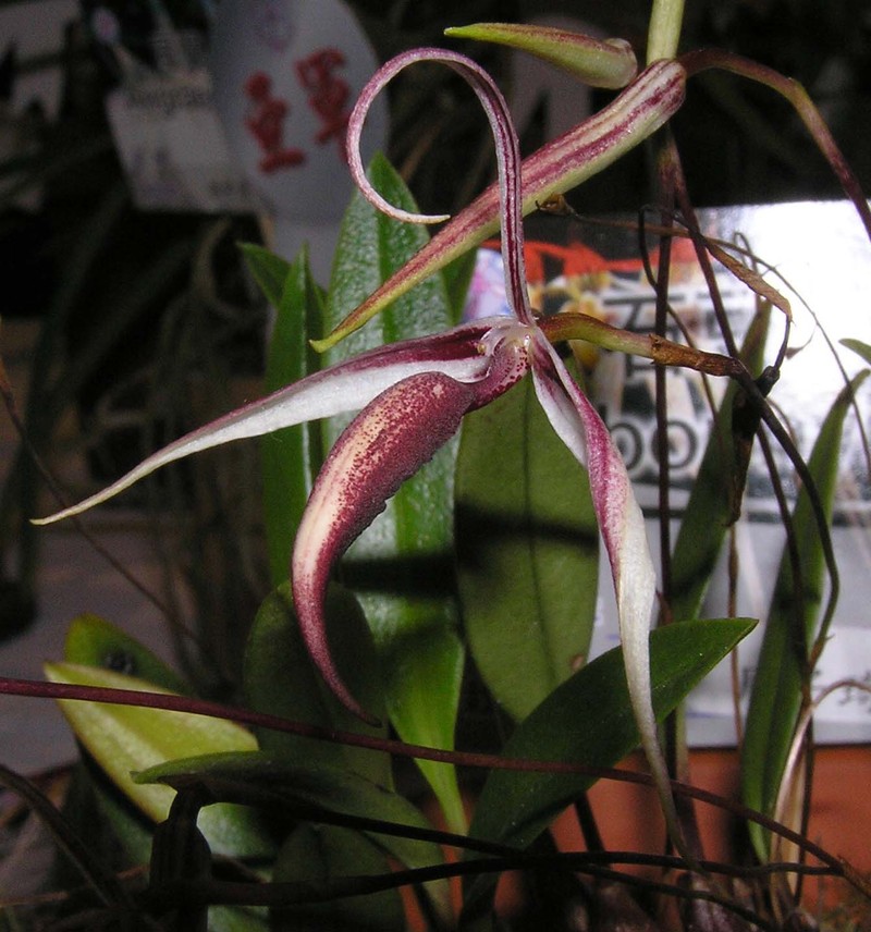 Bulbophyllum speciosum