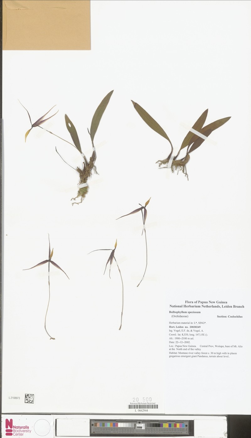 Bulbophyllum speciosum photo 2