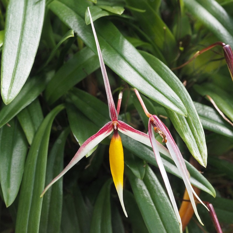 Bulbophyllum speciosum photo 3