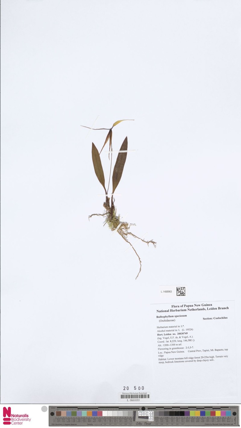 Bulbophyllum speciosum photo 4
