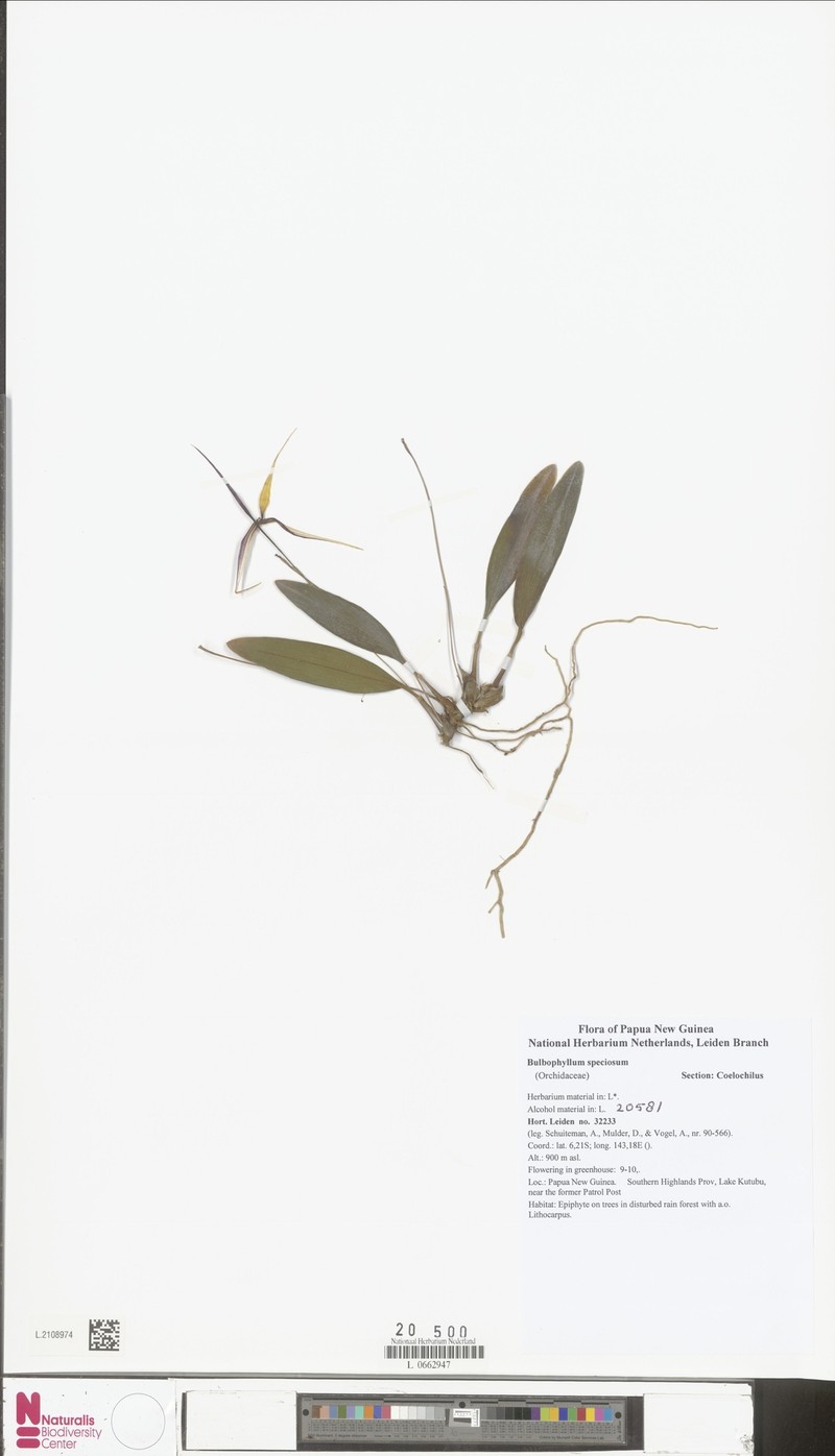 Bulbophyllum speciosum photo 5