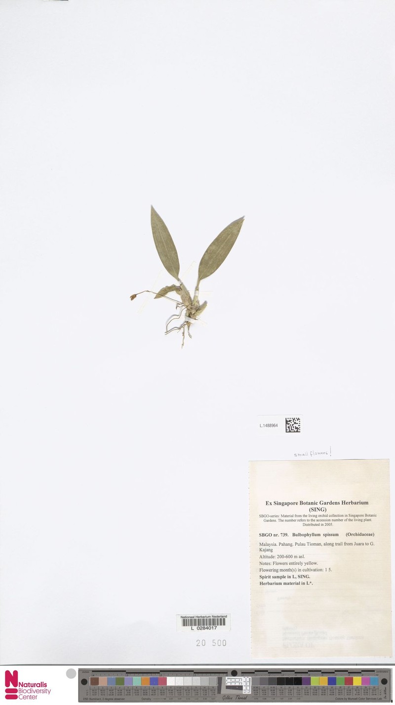 Bulbophyllum spissum photo 3