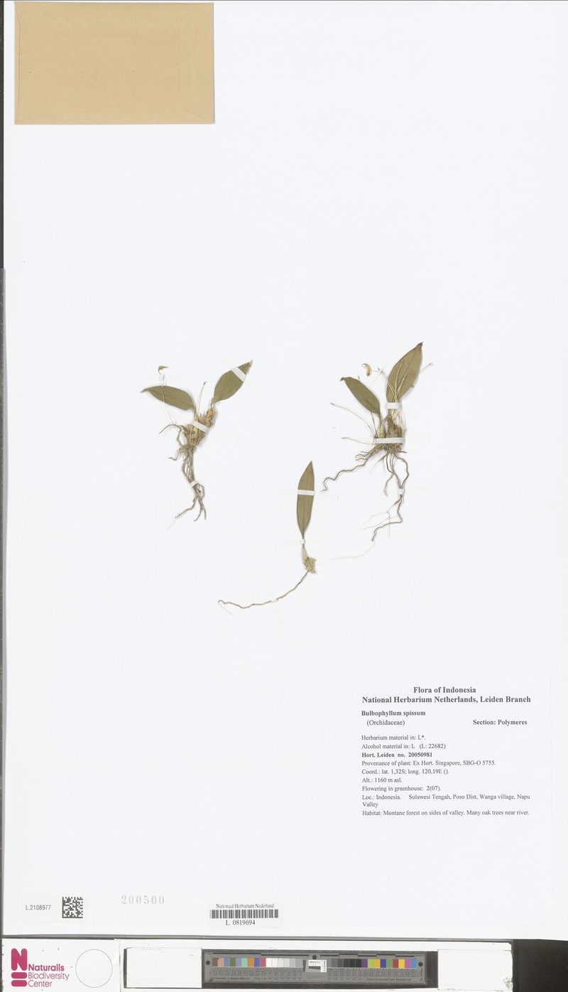 Bulbophyllum spissum photo 4